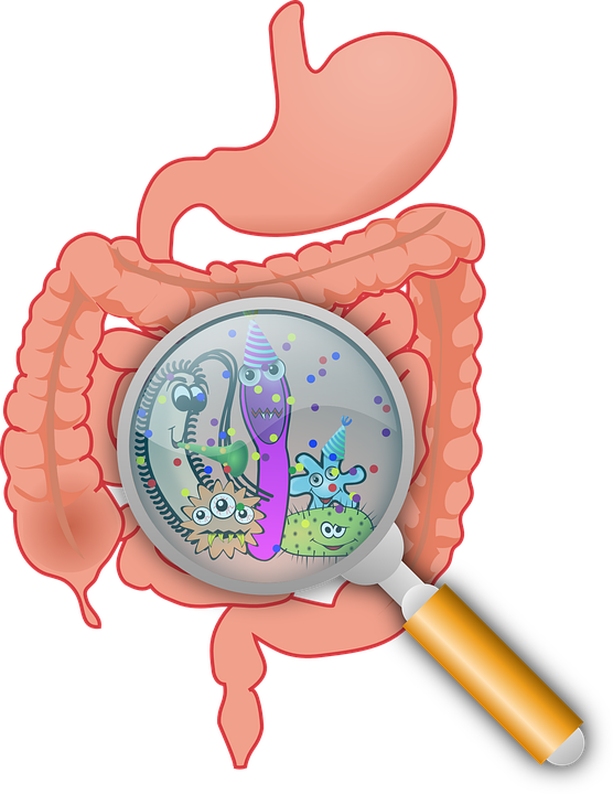 anatomy-160524_960_720