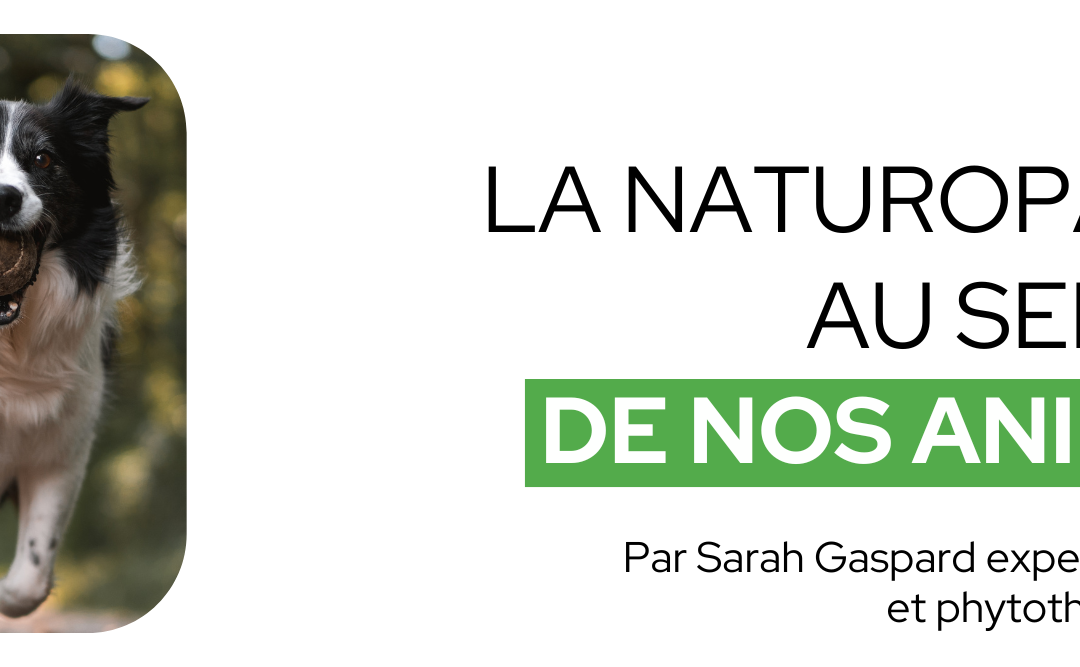 La naturopathie au service de nos animaux
