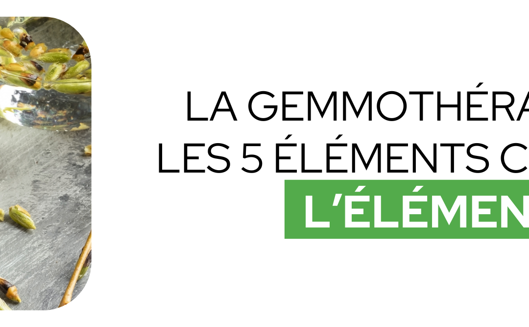 LA GEMMOTHERAPIE ET LES 5 ELEMENTS CHINOIS : l’élément EAU