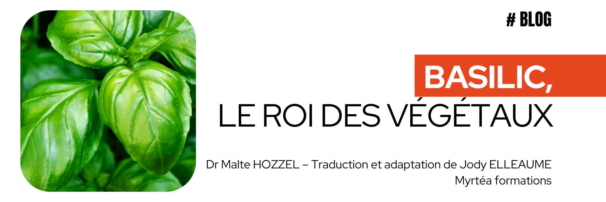 Basilic, le roi des végétaux Les Réflexions philosophique du Dr Hozzel