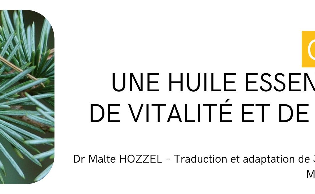 Cèdre, une huile essentielle de Vitalité et de Force