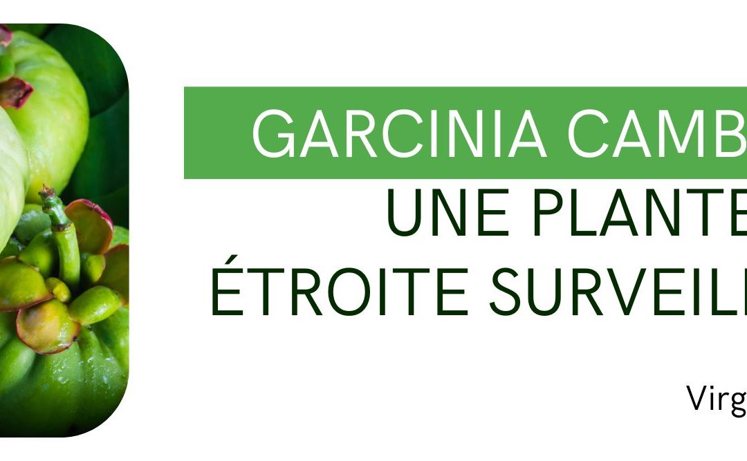 Garcinia cambogia : une plante sous étroite surveillance