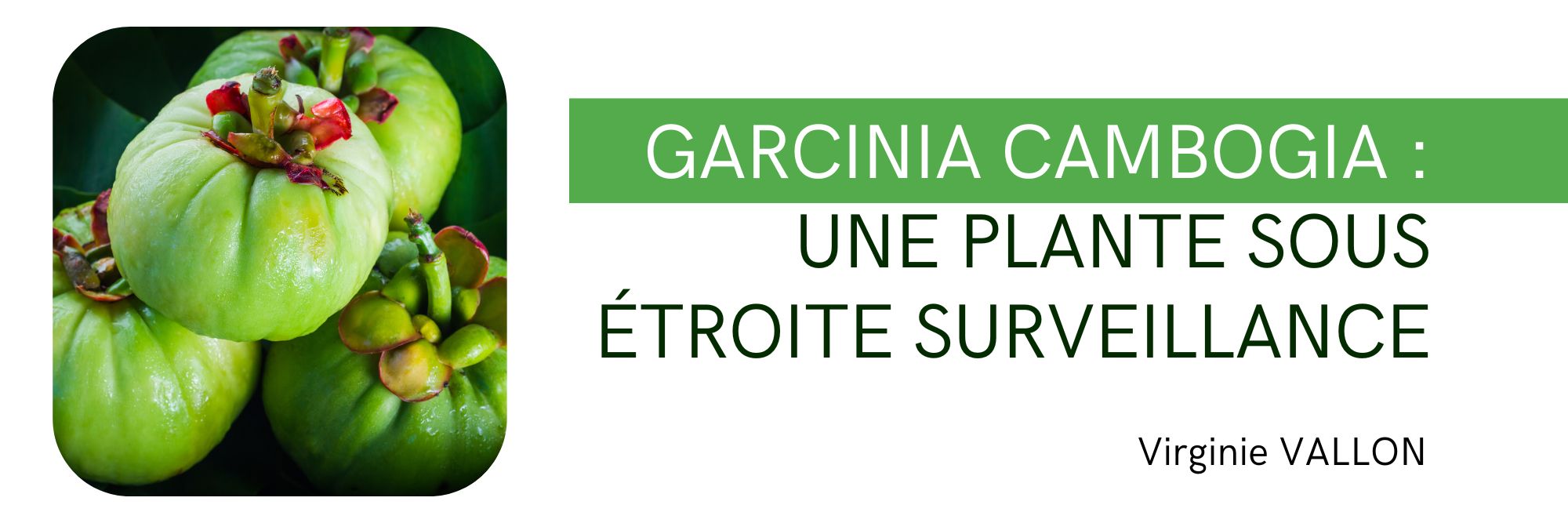 Garcinia cambogia : une plante sous étroite surveillance